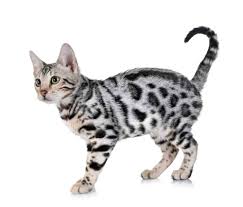 The belgian cat truly outclassed n outplayed our ladies. 212 Greatest Bengal Cat Names Of All Times