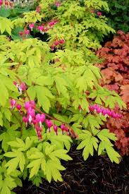 Companion Plants For Rhododendrons Bleeding Heart Plants Companion Planting