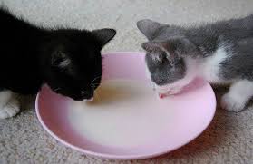 Our expert veterinarians answer the questions: Can Cats Drink Soy Milk Is Soy Milk Good For Cats