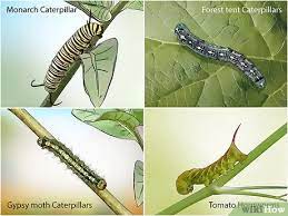 Some hornworms have red horns, notably the tobacco hornworm (manduca sexta) which commonly feeds on tomatoes. 3 Ways To Identify A Caterpillar Wikihow