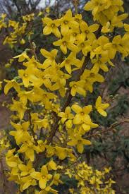 From hydrangea bushes to lilac bushes and every evergreen in between, many attractive then enjoy the view! 20 Fast Growing Shrubs And Bushes For Privacy Evergreen Shrubs For Backyard