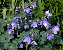 Image result for Aquilegia flabellata ministar