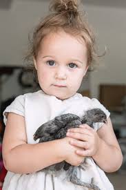 CHICKENS. — annie hauser