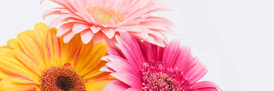 Colorful nature floral hot pink neon green flowers puzzle. Gerbera Daisy Care Guide Growing Information Tips And Meaning Proflowers Blog