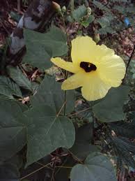 Image result for Azanza lampas