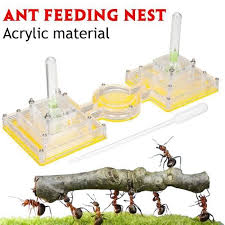 La fourmilière est l'habitat des fourmis. Fourmiliere Fourmis Travail Nid Acrylique Alimentation Formicarium Educatif Bo44694 Cdiscount Auto