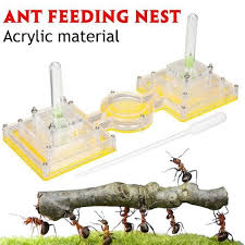 / fourmiliere interieure fourmiliere interieure : Fourmiliere Fourmis Travail Nid Acrylique Alimentation Formicarium Educatif Bo44694 Cdiscount Auto