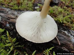 Image result for Clitocybe multiceps