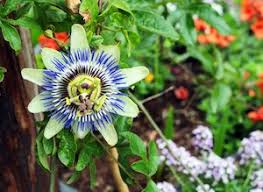 We did not find results for: Spring Is Still On Portland Nursery Is Now Open Get Your Garden Ready For Summer Safely Seeds Plants More Pdx Pipeline