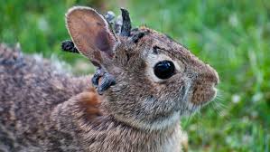¡Conejos con 'Tentáculos' Invaden Colorado! ¿De Qué Se Trata?