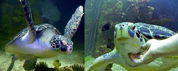 Hilfreiche informationen zur haltung und pflege von schildkröten findet man auf dieser seite. Welt Schildkrotentag Im Haus Des Meeres News Haus Des Meers Aqua Terra Zoo