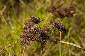 Image result for Cyperus distans