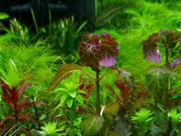 Image result for Utricularia welwitschii