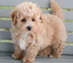 The bichon poo puppy, also known as a bichpoo or a poochon, is a designer dog thats aimed at melding the best characteristics of the poodle with those of the bichon frise. Bichon Frise Poodle Mix Petfinder