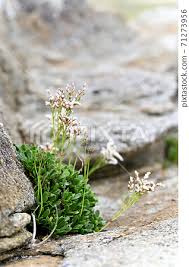 Image result for Plumbaginaceae