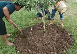 Kebaikan baja lengkap ini kepada pokok durian: Sop Pembajaan Pokok Durian Berusia 1 Tahun Ohlembab