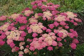 Achillea Sassy Summer Taffy Pp 31755 Plants Butterfly Garden Plants Deer Resistant Plants