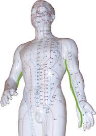 The large intestine assists the lung meridian controlling the skin's pores and perspiration. The Upper Body Meridians Yin Yoga