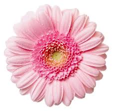 Flowers Png Free High Resolution Graphics And Clip Art Png Pink Gerbera Gerbera Daisy Gerbera