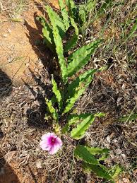 Image result for Ipomoea ommaneyi