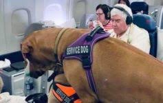 We did not find results for: Editorial It S Time To Ban Emotional Support Animals Onboard Flights Live And Let S Fly