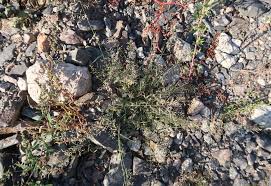 Image result for Eragrostis patentipilosa