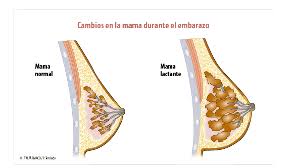 Cambios En El Pecho Mi Primer Sintoma De Embarazo Natalben