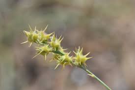 Image result for Cenchrus incertus