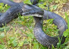 They range in color from dark green to black and have several darker hourglass bands across their backs. Eastern Ratsnake