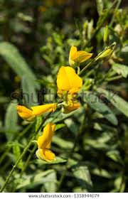 Image result for Crotalaria damarensis