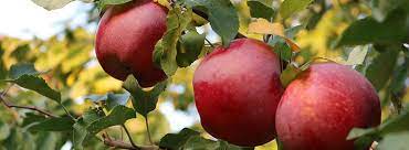 Pollination questions and growing conditions are explored in our videos for these fruit trees. Fruit Trees And Berries For The Urban Landscape Part I Master Gardeners Of Northern Virginia