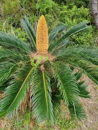 Image result for Cycadaceae