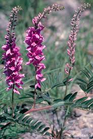Image result for Indigofera transvaalensis