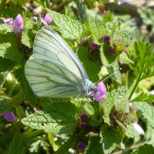 Image result for Pieris napi