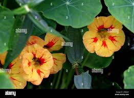 Image result for Tropaeolaceae