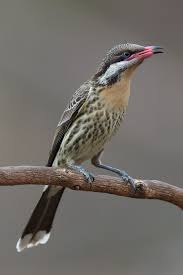 Bird That Sounds Like A Monkey Australia 5351 Spiny Cheeked Honeyeater Acanthagenys Rufogularis Australia With Images Colorful Birds Australian Birds Beautiful Birds