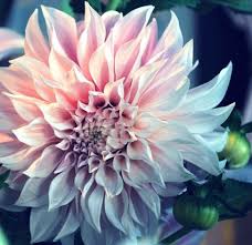Pin On Flower