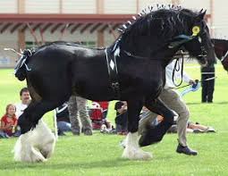 The ancestral stock of the horse of south america descended from horses brought to the western hemisphere by the spanish of andalusian. Falabella Shire Horses Draft Horses Shire Horse