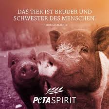 Go on to discover millions of awesome videos and pictures in thousands of other. 900 Peta Ideen Tierschutz Tiere Veganer Zitate
