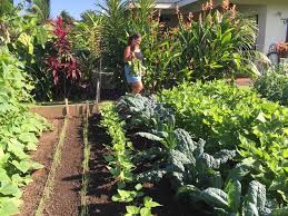 Pin By Judy Migliori On Hawaii Year Round Vegetable Gardening Vegetable Garden Organic Vegetable Garden Growing Vegetables