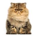 Persian Cat Breeders Near Me - Cat Kingpin