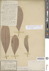Image result for Manilkara obovata