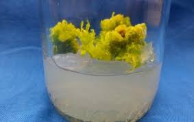 Image result for Micrococca mercurialis