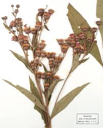 Image result for Vernonia brachycalyx