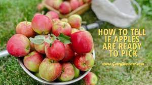 All is fair in love and war. How To Tell When Apples Are Ripe And Ready To Pick Gettystewart Com