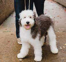 (remember, this is just the average, they could end up being smaller or larger than the listed range) sable miniature sheepadoodles are $2700 blue eyed or merle miniature sheepadoodles $2900 Sheepadoodles By Design Home