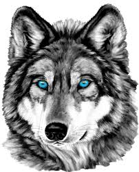 Black And Grey Wolf Drawing Pin Em Fiesta Lobos