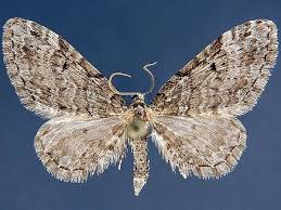 Image result for Eupithecia lanceata