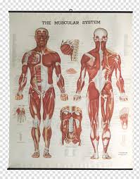 The Muscular System Anatomical Chart Muscle Anatomy Human