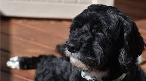 Maybe you would like to learn more about one of these? Cavapoo Dog Breed Information Traits Size Puppy Prices More